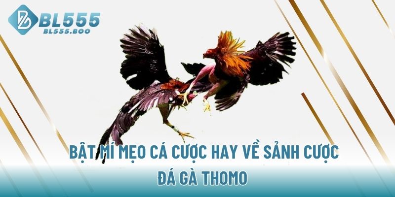 Bật mí mẹo cá cược hay về sảnh cược đá gà Thomo 