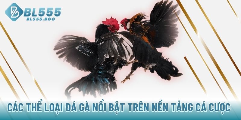Các thể loại đá gà nổi bật trên nền tảng cá cược