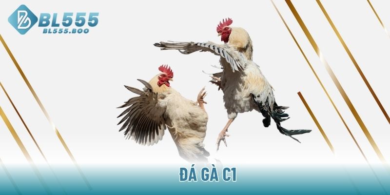 Đá gà C1
