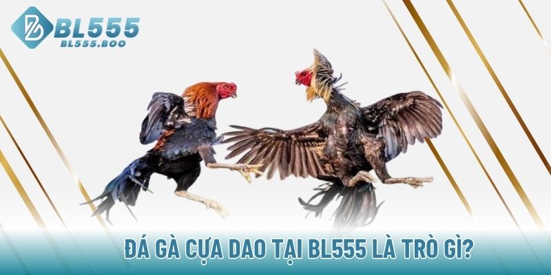 Đá gà cựa dao tại BL555 là trò gì?