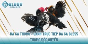 da-ga-thomo-sanh-truc-tiep-da-ga-bl555-thomo-doc-quyen