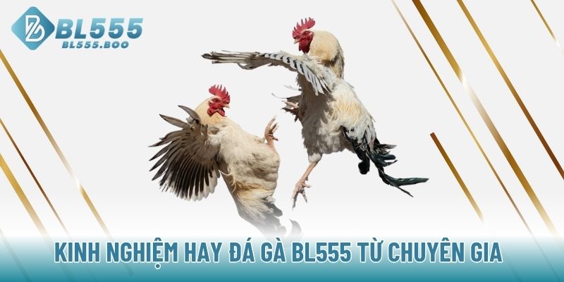 Kinh nghiệm hay đá gà BL555 từ chuyên gia