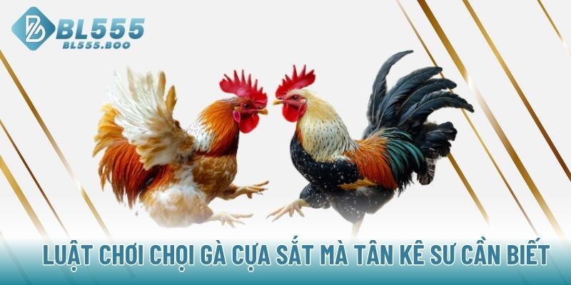 Luật chơi chọi gà cựa sắt mà tân kê sư cần biết