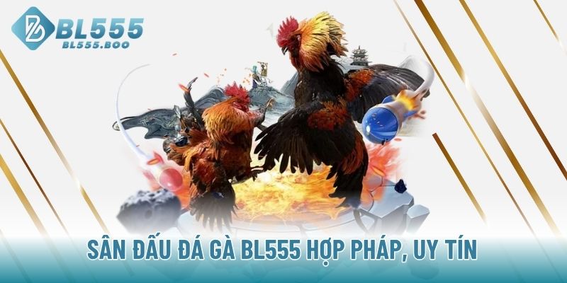 Sân đấu đá gà BL555 hợp pháp, uy tín